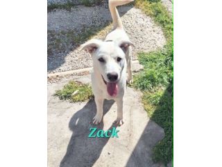Zac in adozione