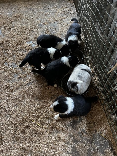 Cuccioli di Border - Foto 3