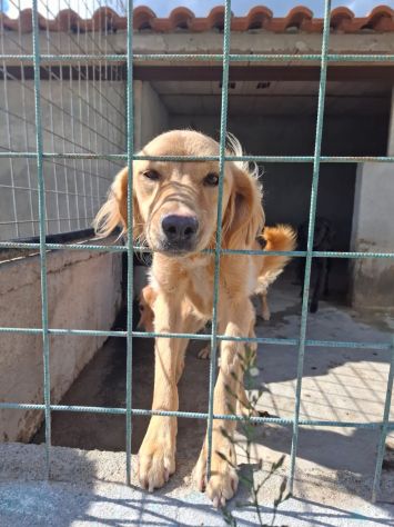 BLONDE 2 ANNI taglia media - Foto 6