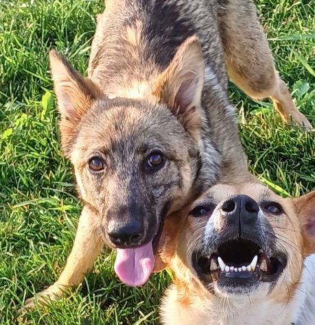BOBB, fantastico cucciolone diversamente abile - Foto 6