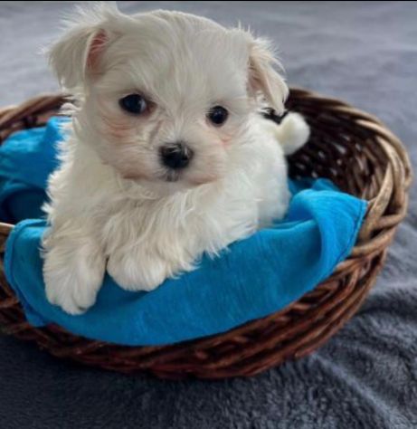 maltese toy