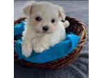 maltese toy