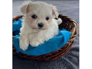 maltese toy