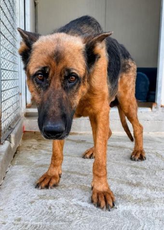 JACK PASTORE TEDESCO 7 ANNI - Foto 2