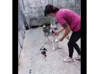 ZEUS LUPO CECOSLOVACCO CERCA SALVEZZA Cane in adozione