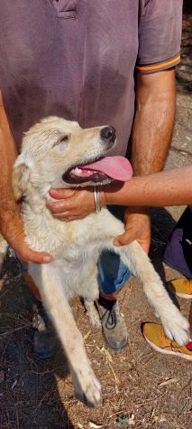 Femmina 5mesi simil Labrador Retriever tg media in 1recinto a pane secco!SOS SUD - Foto 7