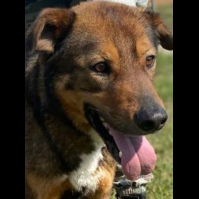 GIOI FESTOSO E AMOREVOLE CANE IN ADOZIONE
