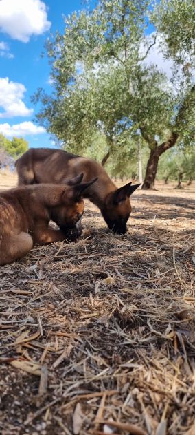 Allevamento e Cuccioli Pastore Belga Malinois Campania. Consegna tutta Italia. - Foto 4