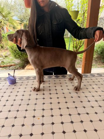 Meravigliosi Cuccioli di Weimaraner con Pedigree ENCI - Foto 7