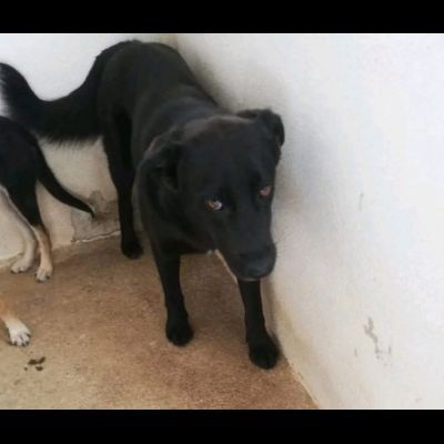 DONNA, ALTRA VITTIMA DI DEPORTAZIONE CAGNOLINA IN ADOZIONE - Foto 7