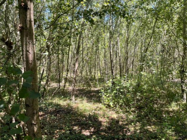 Immobile in asta di 7387 m² in vendita a Romanengo - Foto 4