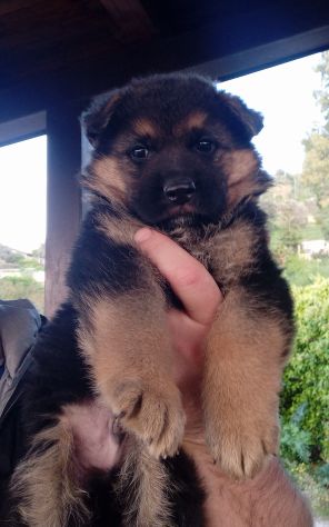 Splendidi cuccioli di pastore tedesco - Foto 2