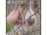 LO SGUARDO DI MACCHIA, GIOVANE CAGNOLINA IN ADOZIONE