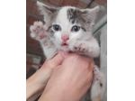 Gattini piccolini