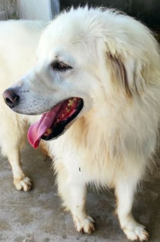DUE MERAVIGLIE DIMENTICATE: CANI IN ADOZIONE - Foto 2