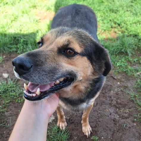 NICOLETTA CERCA SALVEZZA CANE IN ADOZIONE - Foto 7