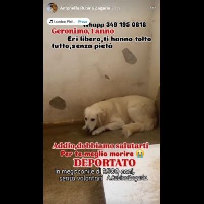 GERONIMO imprigionato senza colpa CANE IN ADOZIONE - Foto 3