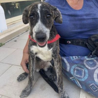 ELSA SPLENDIDA CUCCIOLA IN ADOZIONE - Foto 4