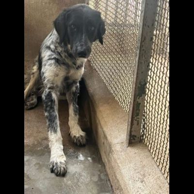 PROCOPIA, UN'OCCASIONE DI VITA, CAGNOLINA IN ADOZIONE - Foto 8