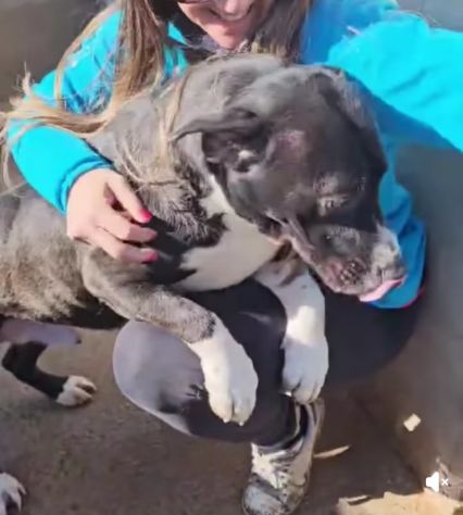 SILVESTRO DESIDERIO DI CAREZZE CANE IN ADOZIONE - Foto 5
