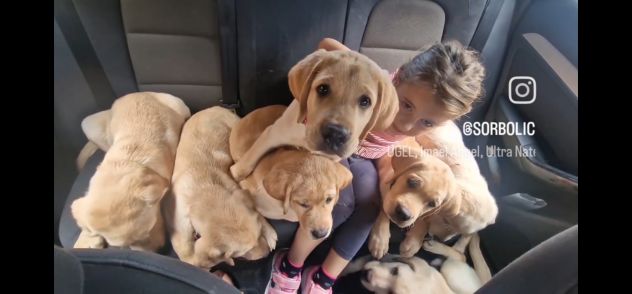 🐾 LABRADOR MIELE ALTA GENEALOGIA - FIGLI DI CAMPIONE ENCI 🐾 - Foto 4
