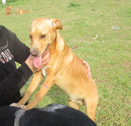 MOMO, splendido cucciolo - Foto 5