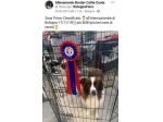 Vendo monta Border collie
