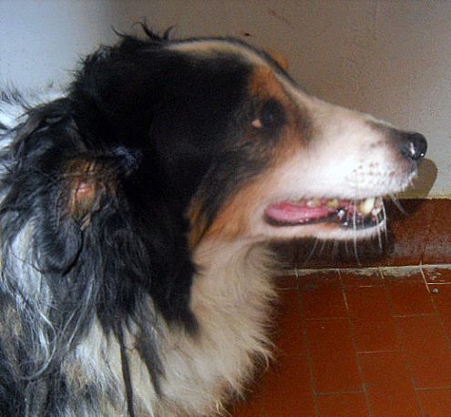 BECKY, dolcissima e delicata creatura - Foto 2