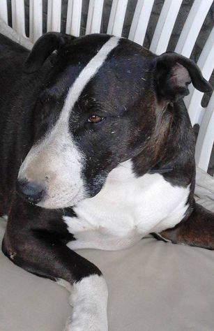 CESARE, superbo mix Amstaff/Bull Terrier - Foto 2