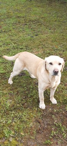 LABRADOR MASCHIO biondo PER ACCOPPIAMENTO - Foto 3