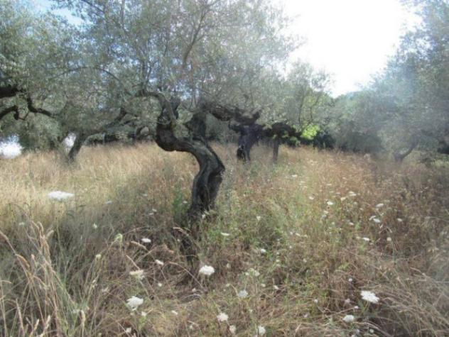 Immobile in asta di 2980 m² in vendita a Moscufo - Foto 2