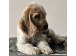 COCKER SPANIEL INGLESE CUCCIOLI STUPENDI