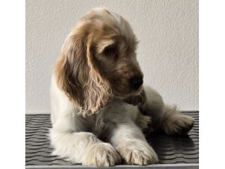 COCKER SPANIEL INGLESE CUCCIOLI STUPENDI