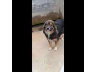 YUKI MERAVIGLIOSO CANE DA ADOTTARE
