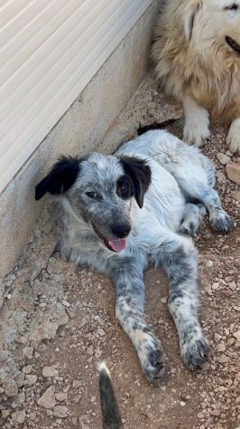 Ultimi 3cuccioli 7mesi  SENZA RICHIESTE. BARI - Foto 7