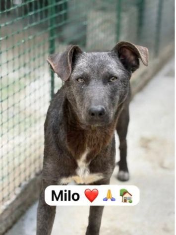 MIELE E MILO MIRACOLI D' AMORE CUCCIOLI IN ADOZIONE - Foto 2
