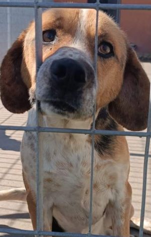 BENNY CAGNOLINO IN ADOZIONE