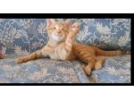 regalo gattino adozione di amore