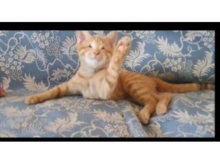 regalo gattino adozione di amore