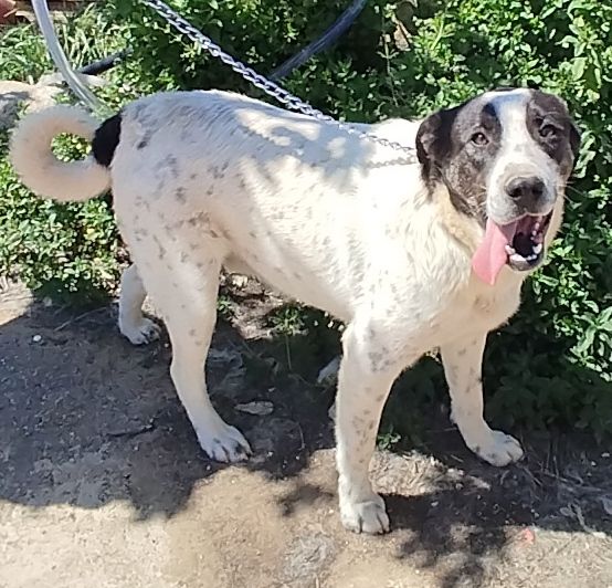 Speedy un cucciolone da sogno non ha ancora trovato casa - Foto 7