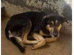 ZAPATA RASSEGNATO ALLA FORZATA R3CLUSIONE, CANE IN ADOZIONE