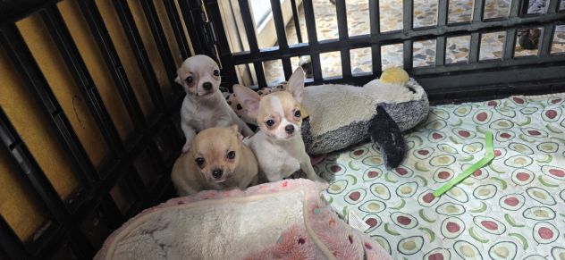 Chihuahua Maschi