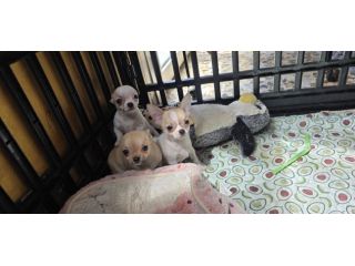 Chihuahua Maschi