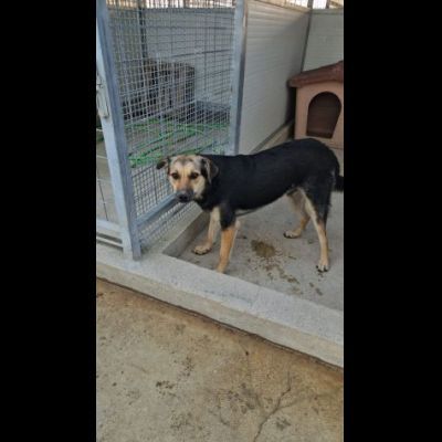 Andrea: timido e dolce, affettuoso e socievole - Foto 4