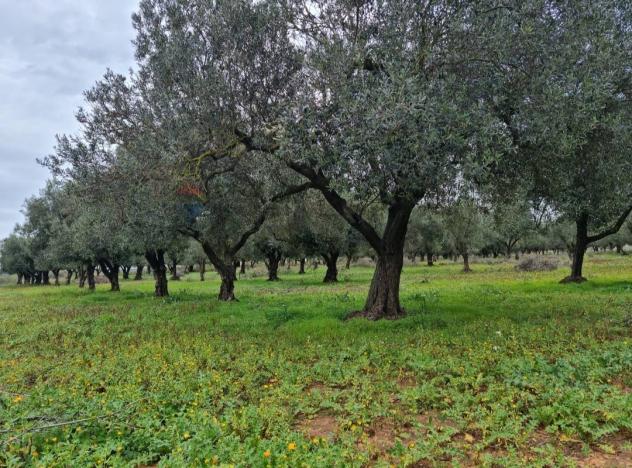 Terreno in vendita a Vittoria - Foto 11