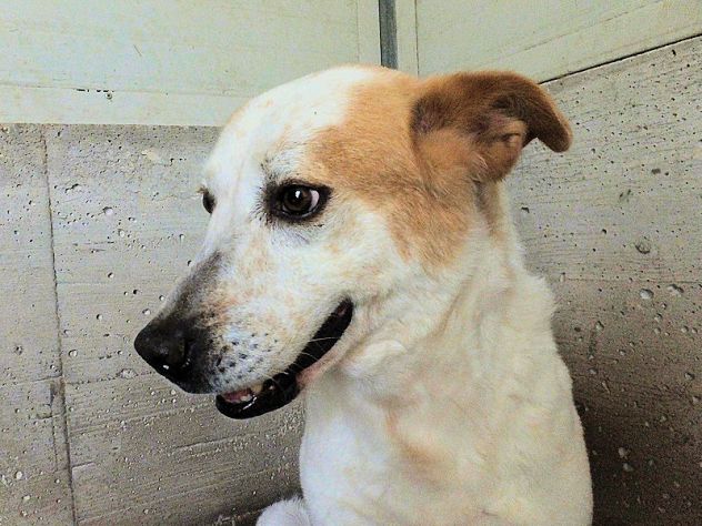 Itaca cagnolina gentile