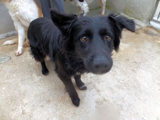 Rupert (taglia mediopiccola)