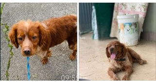 Breton 4anni medio piccolo URGE ADOZIONE! NAPOLI
