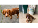 Breton 4anni medio piccolo URGE  ADOZIONE! NAPOLI