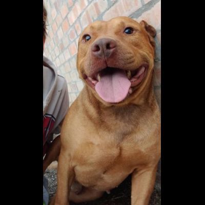EMMER UNA NUOVA VITA, CANE IN ADOZIONE - Foto 3